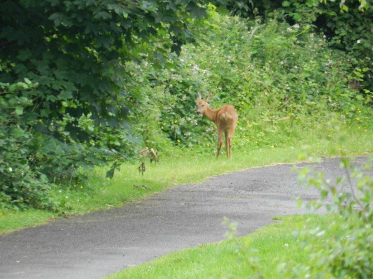 Greenways Valley Holiday Park Great Torrington Kültér fotó