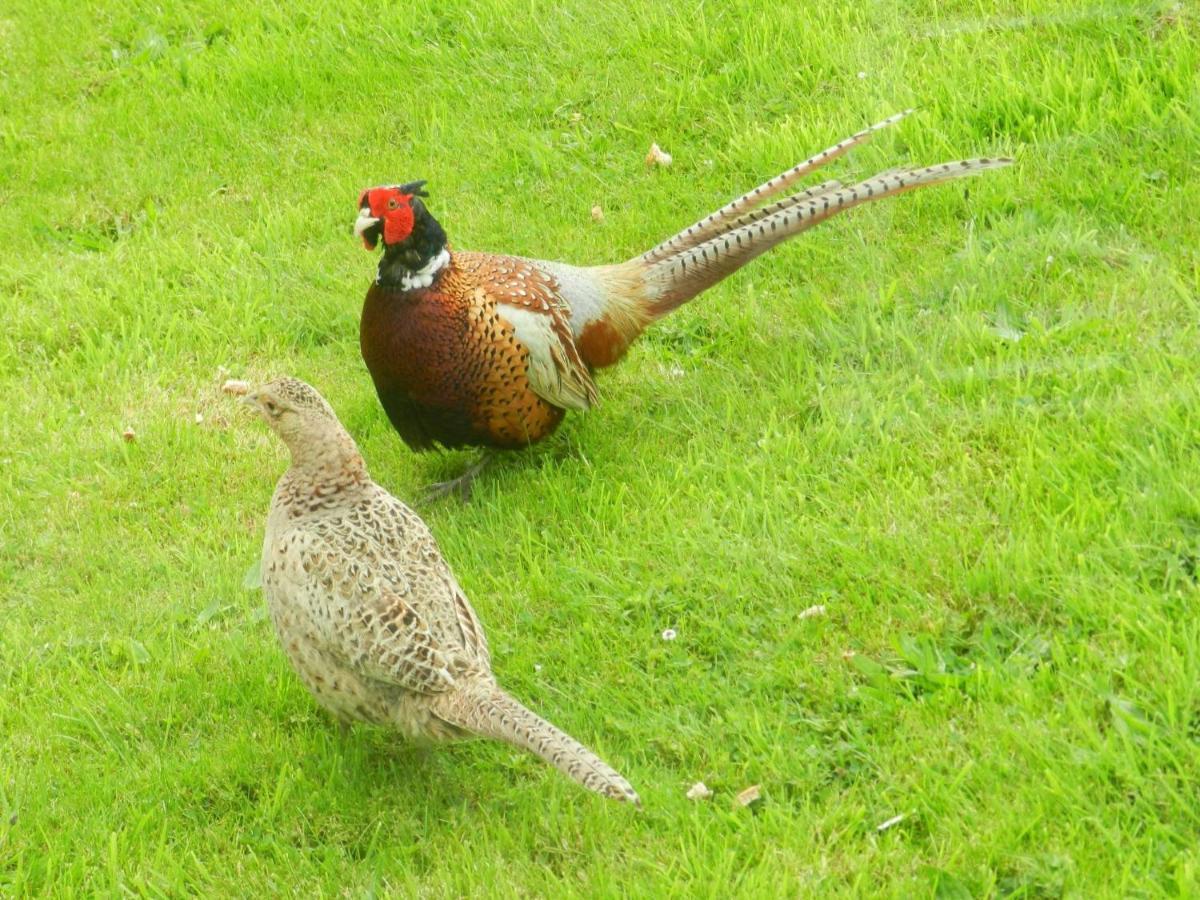 Greenways Valley Holiday Park Great Torrington Kültér fotó