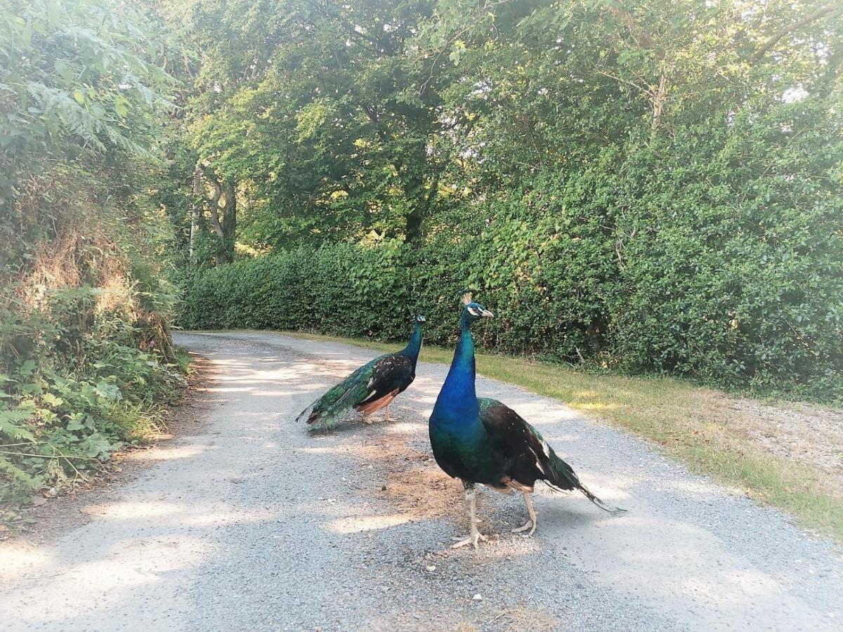 Greenways Valley Holiday Park Great Torrington Kültér fotó