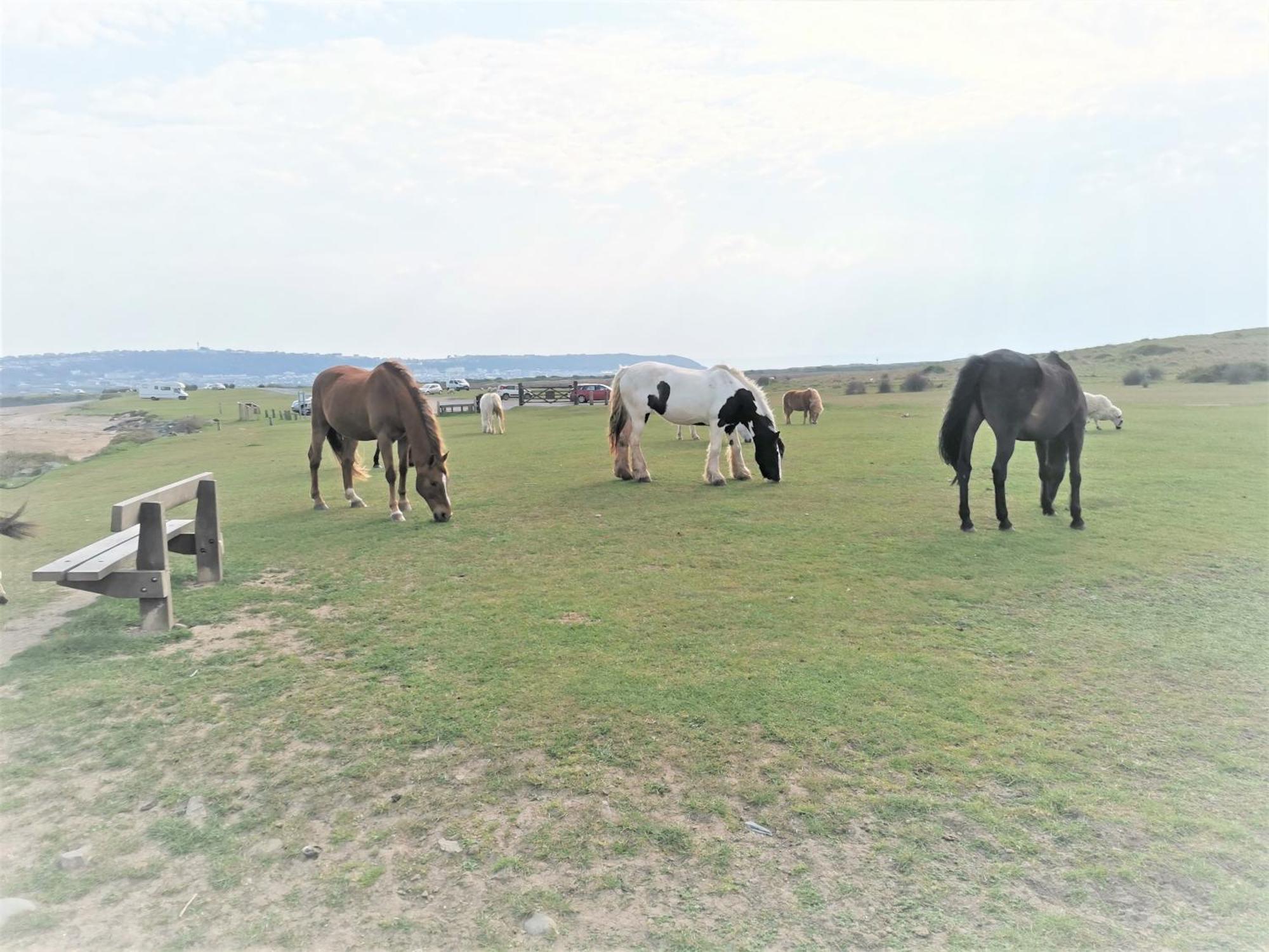 Greenways Valley Holiday Park Great Torrington Kültér fotó